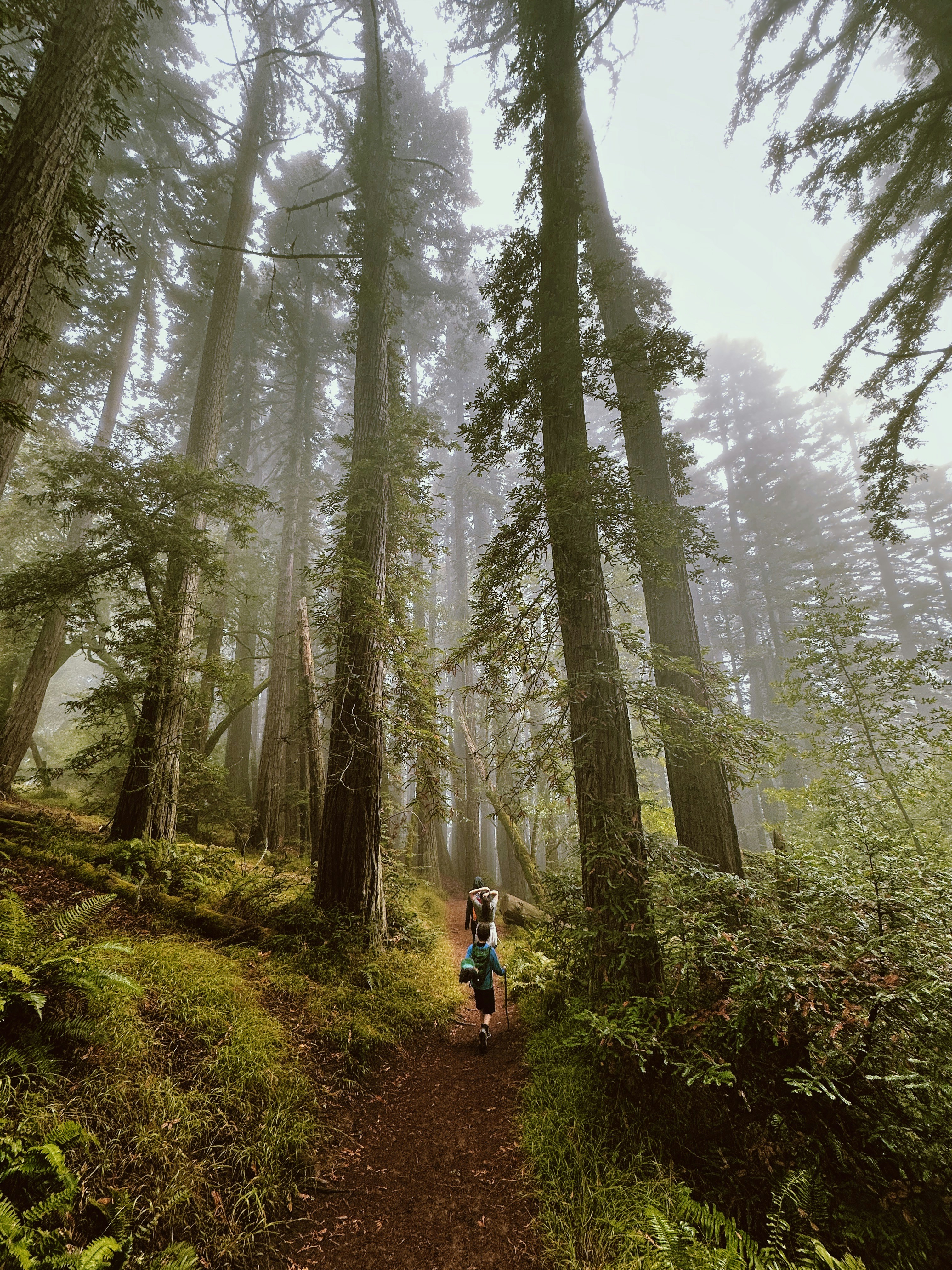 Peaceful forest trail